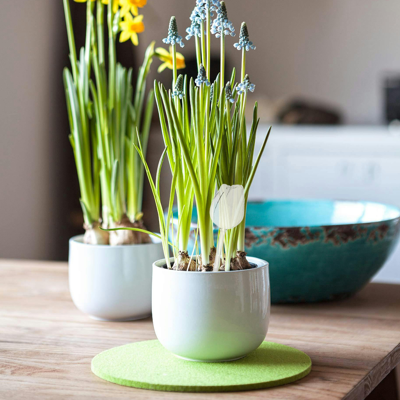 2Pcs Premium High Borosilicate - Self Watering Planter recension och pris