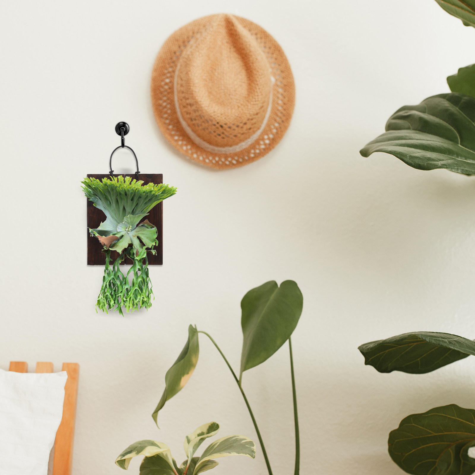 Staghorn Fern Mounting Board C - Vertical Planter recension och pris